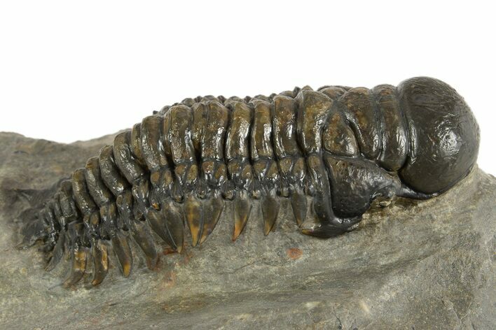 Detailed Crotalocephalina Trilobite - Atchana, Morocco #323588